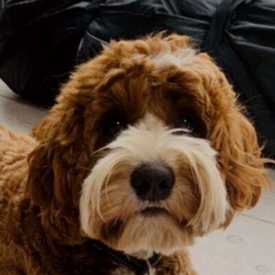 Rafferty puppy