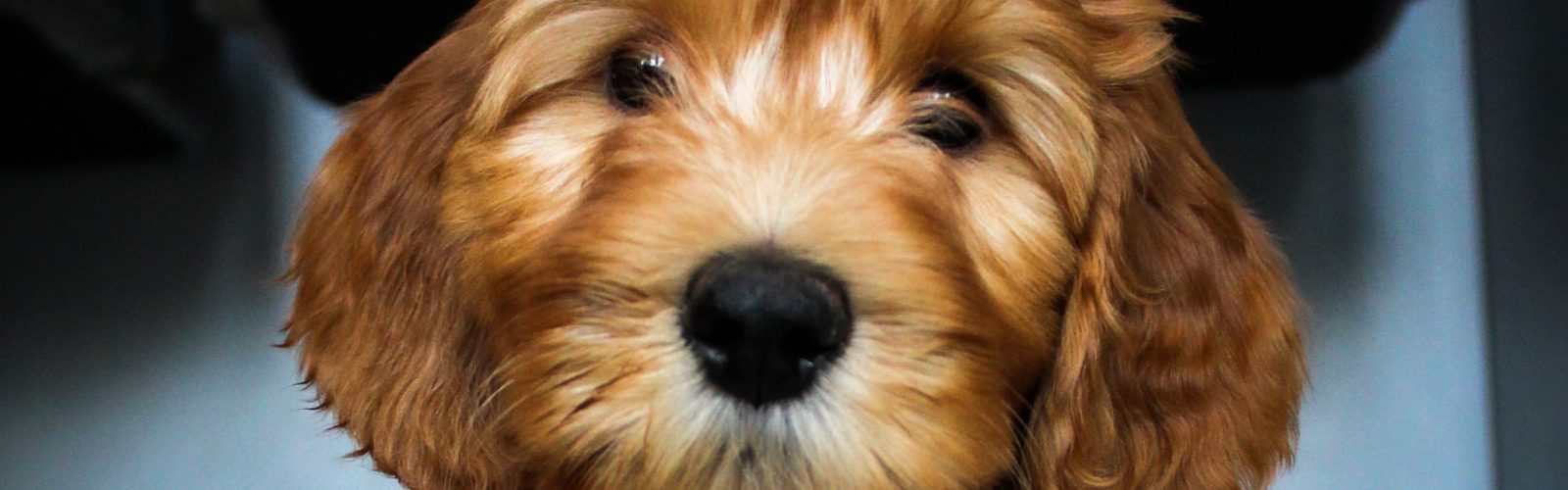 Apricot australian labradoodle