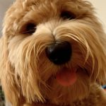 Apricot labradoodle