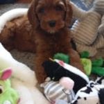 Australian labra pup