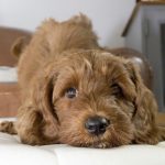 Australian labradoodle