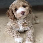 Australian labradoodle parti