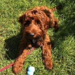 Australian labradoodle puppy