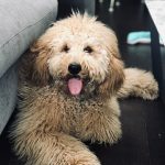 Blonde labradoodle