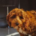 Fleecy puppy