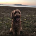 Medium aussie doodle