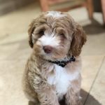 Parti factor labradoodle