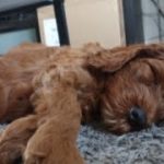 Puppy red