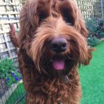 Rare red labradoodle