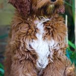 Red and white labradoodle