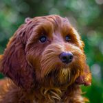 Red aussie doodle