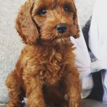 Red aussie labradoodle