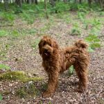 Red fleece pup