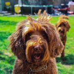 Standard labradoodle