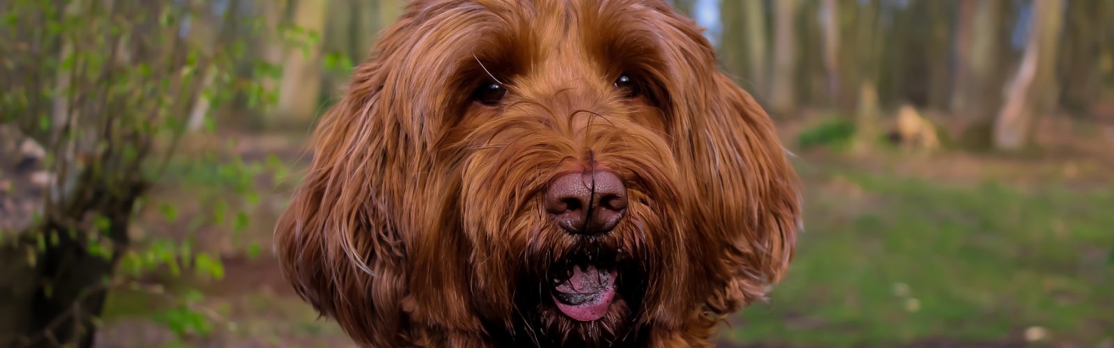 Teddies Australian red dog authentic labradoodles puppies breed