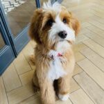 Teddy 04