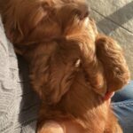Teddy 05