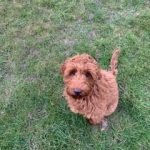 Teddy bear coat pup